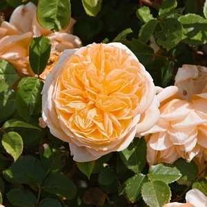 Rose Orange Honey